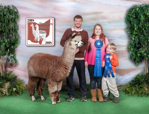 How Child’s Play Alpaca Got Started And Where We Are Going
