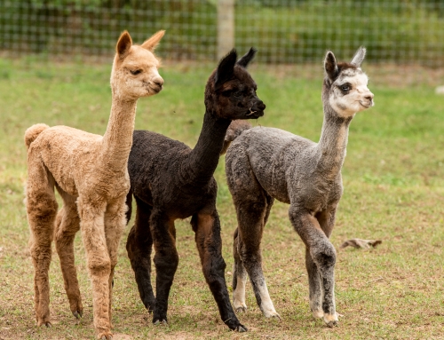 Alpacas For Sale At Child’s Play Alpaca