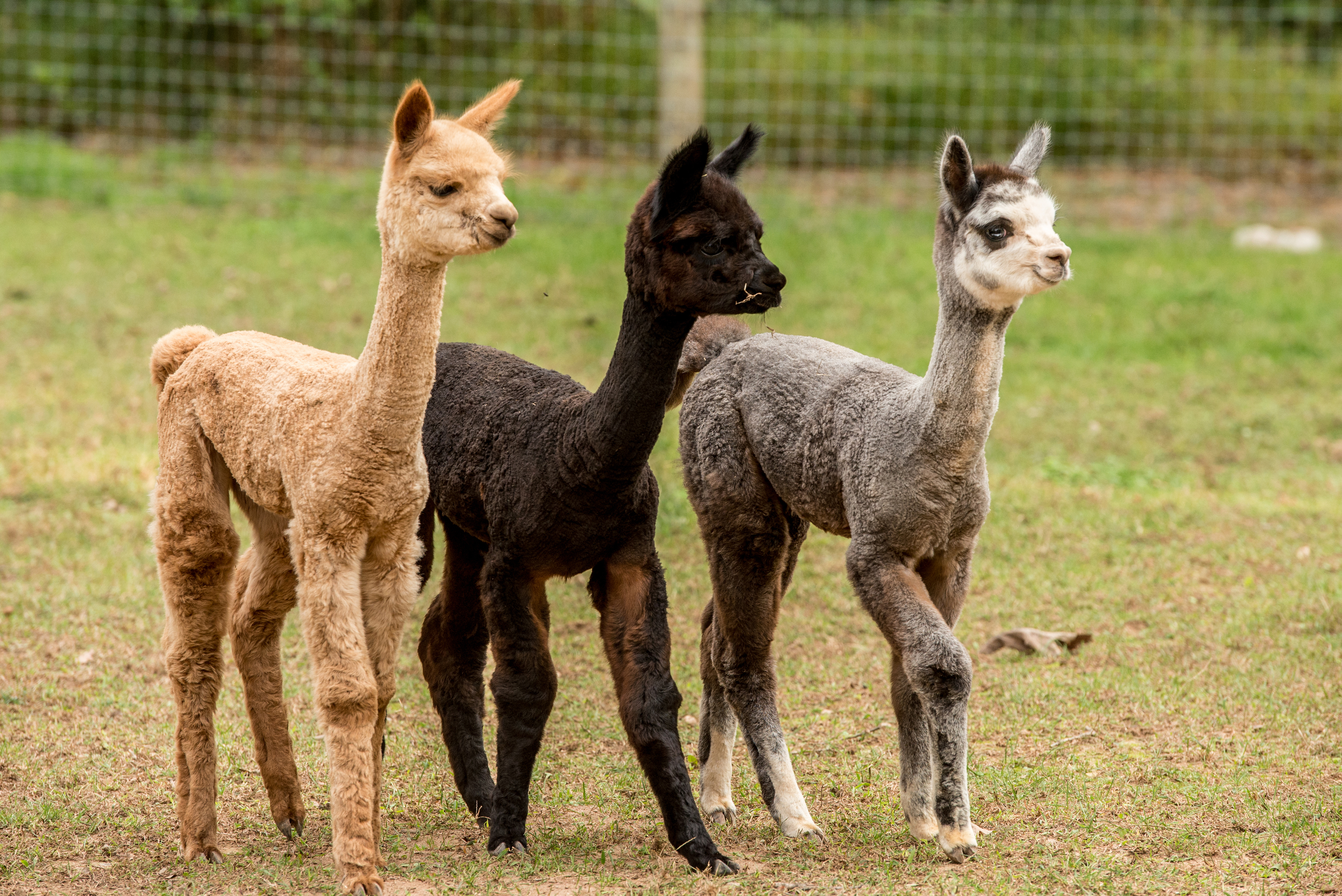 Alpacas For Sale At Child's Play Alpaca