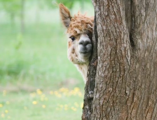 How Much Does An Alpaca Cost?