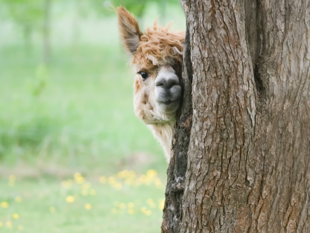 Cute Alpaca