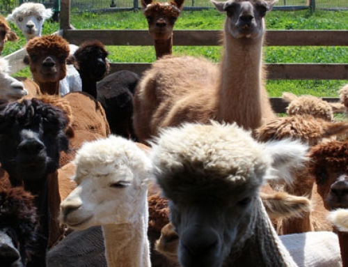 Great Tips On Starting An Alpaca Farm