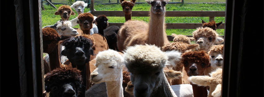 Great Tips On Starting An Alpaca Farm