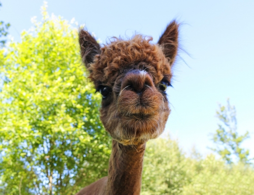 How Long Does An Alpaca Live (Lifespan Of An Alpaca)