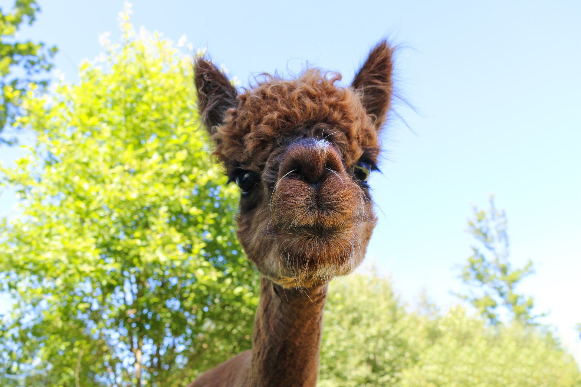 How Long Does An Alpaca Live