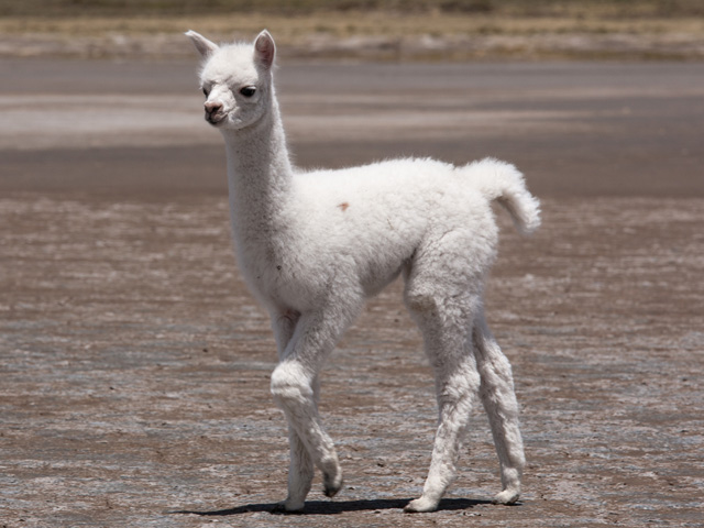 How To Care For An Alpaca Cria