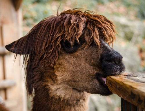 What Do Alpacas Eat? (Alpaca Diet Explained)