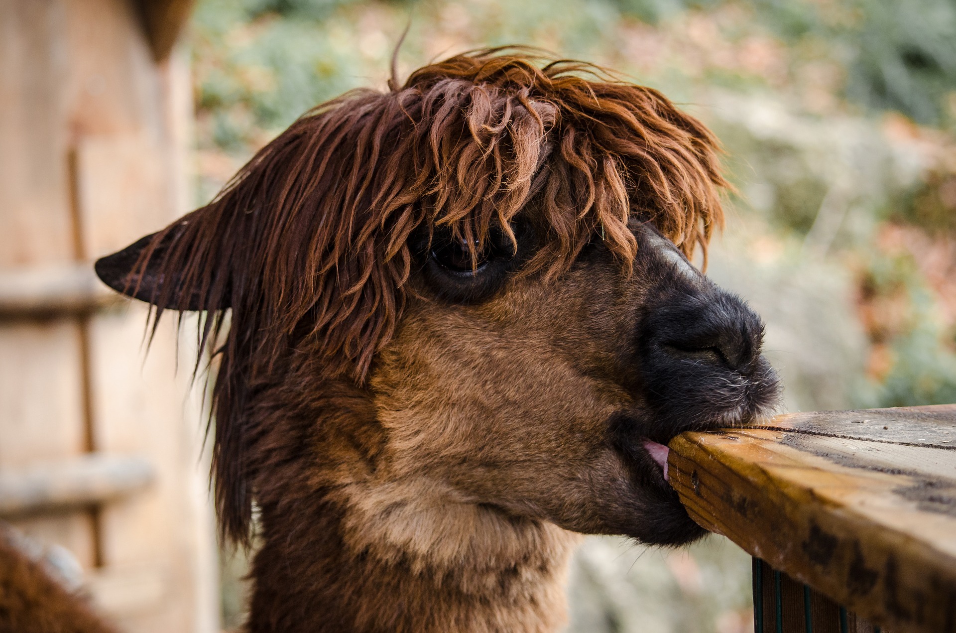 What Do Alpacas Eat?