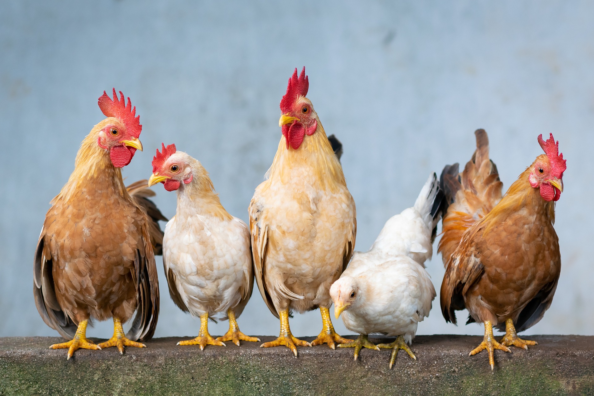 Chickens for the Chicken 101 Class